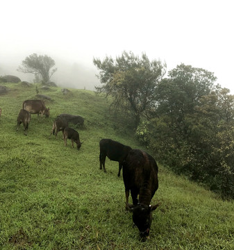 自然放养牛