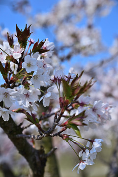 樱花