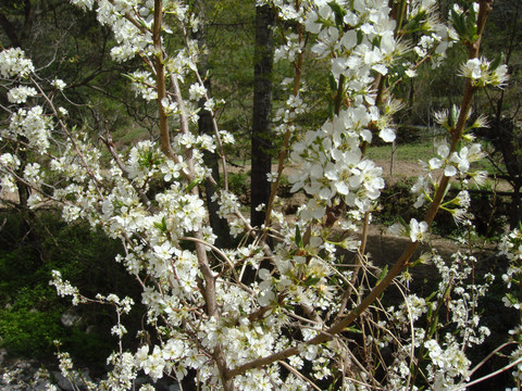 李子花