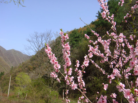 秦岭的山桃花