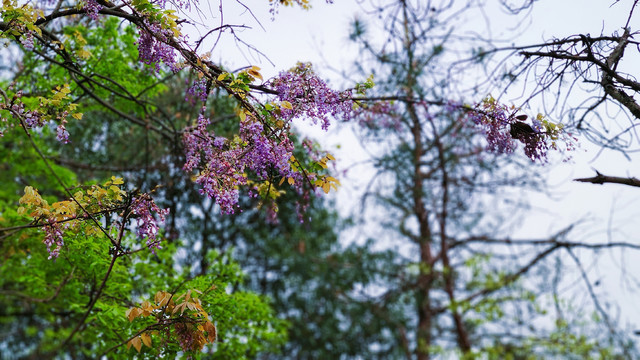 紫藤花盛开