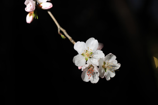 桃花小桃红