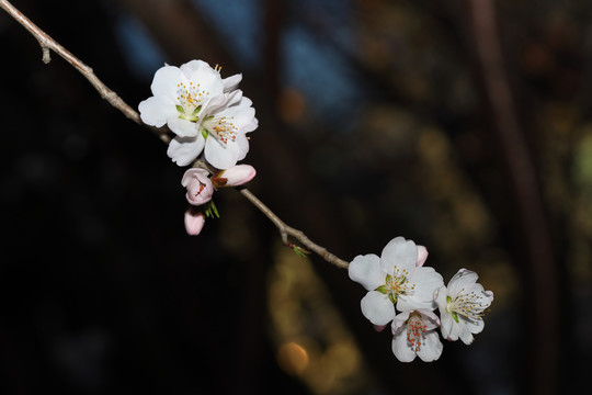 桃花