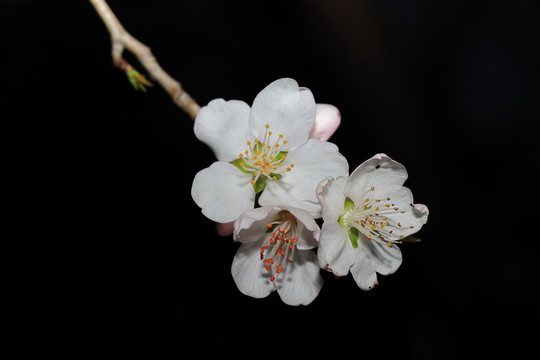 桃花小桃红