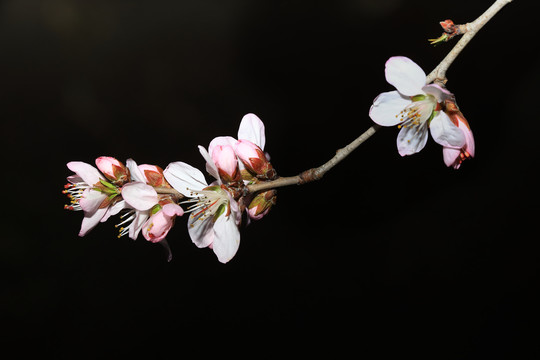 桃花