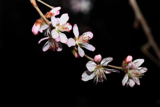 桃花