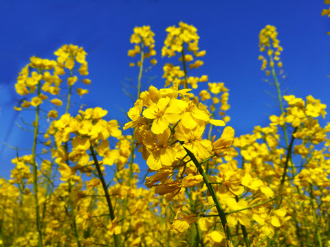 油菜花