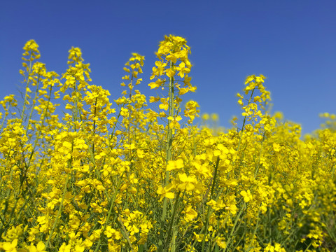 油菜花