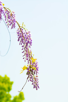 紫藤花特写