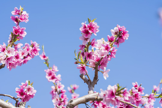 桃花