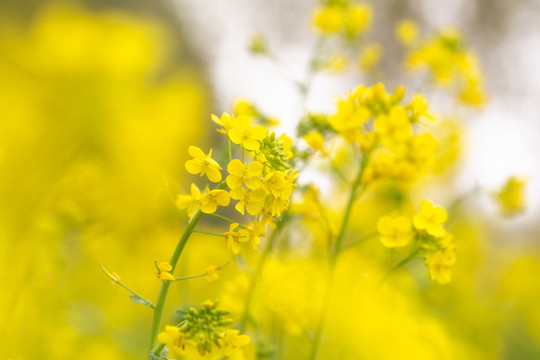 春天油菜花盛开