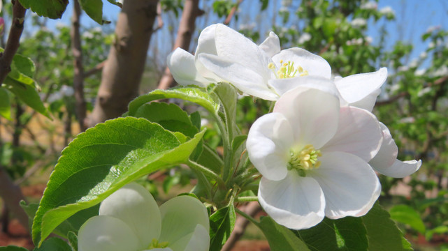 苹果花