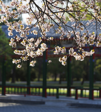 天坛樱花