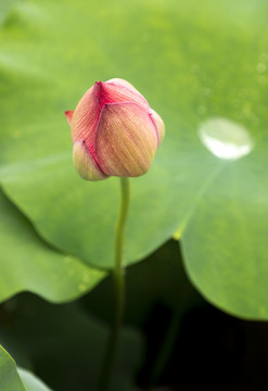 荷花花苞