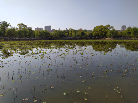 翠湖公园