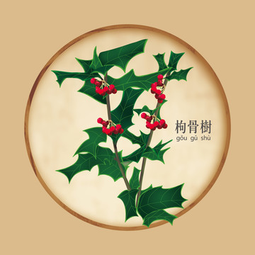 枸骨樹(shù)