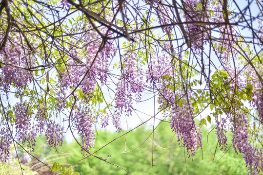 紫藤花