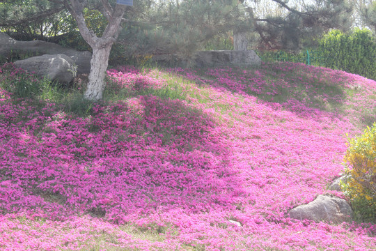 花园花坪