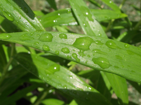 叶子的水在下落