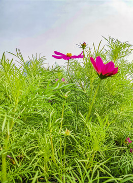 波斯菊