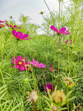 波斯菊