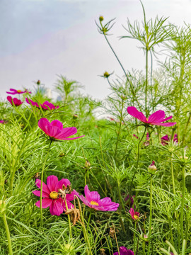 波斯菊