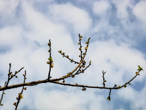 梅花