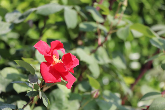 月季花花朵绿叶