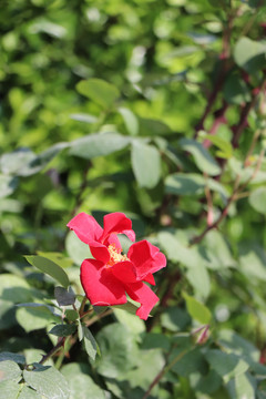 月季花花朵绿叶