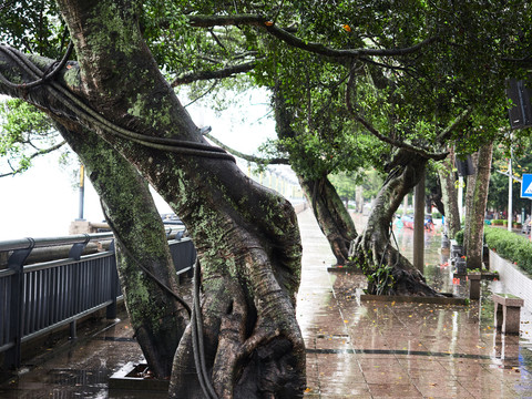 雨后的榕树