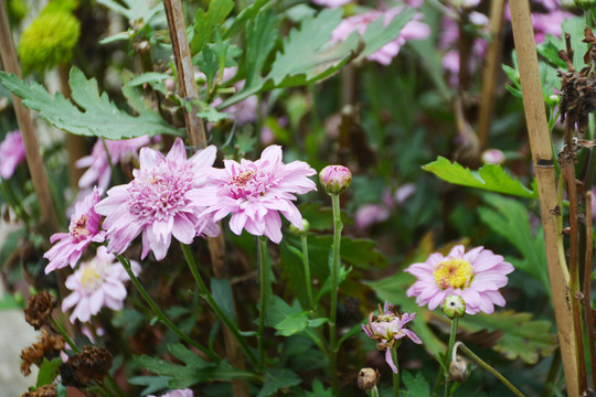 菊花