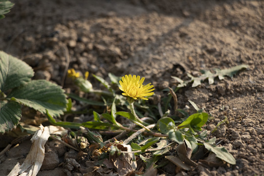 野生小黄花