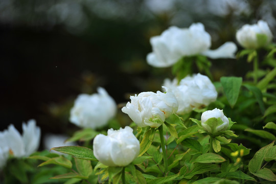 白牡丹花