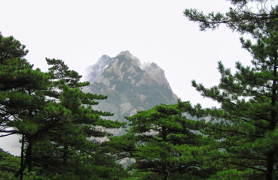 黄山莲花峰与松树