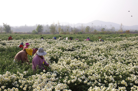 滁州贡菊采摘