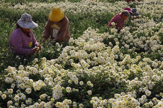 采收滁菊花