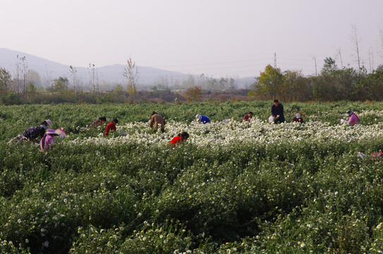 采收滁菊花