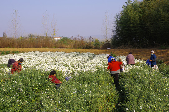 滁州贡白菊采收