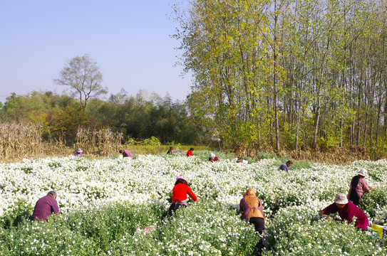 田野地头采菊