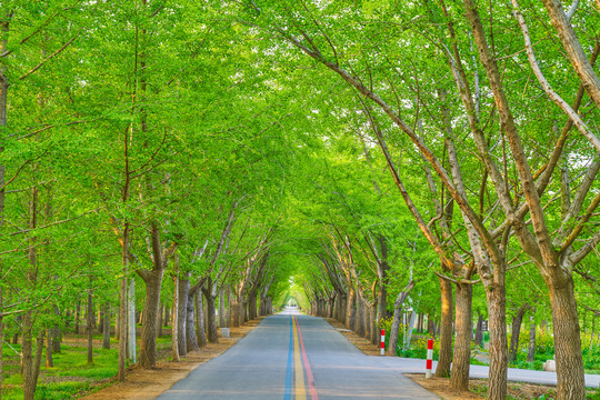 绿色时空隧道