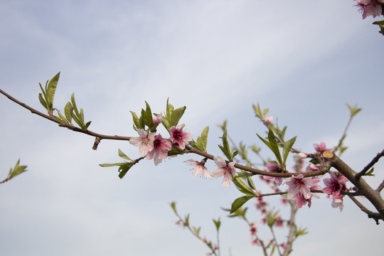 桃花