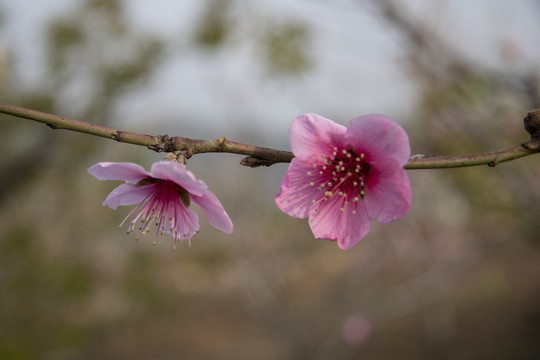 桃花