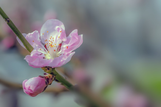 山桃花