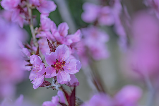 山桃花