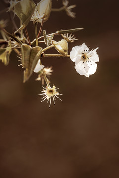 梨花