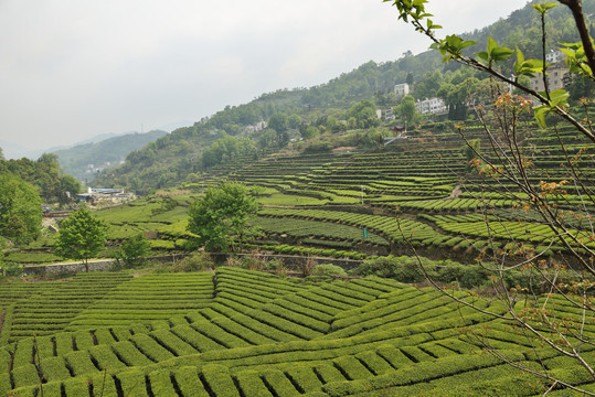 三峡茶园