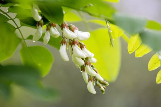 槐花素材