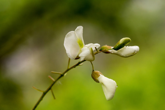 洋槐花