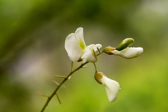 槐花素材