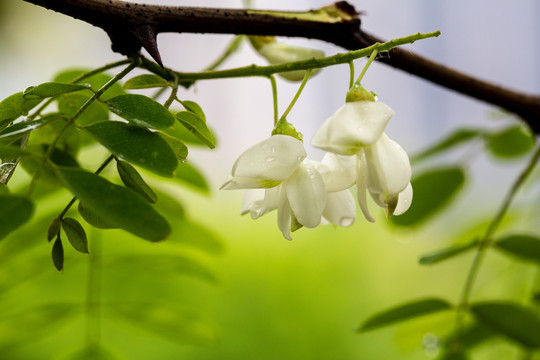 槐花素材